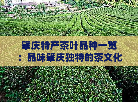 肇庆特产茶叶品种一览：品味肇庆独特的茶文化