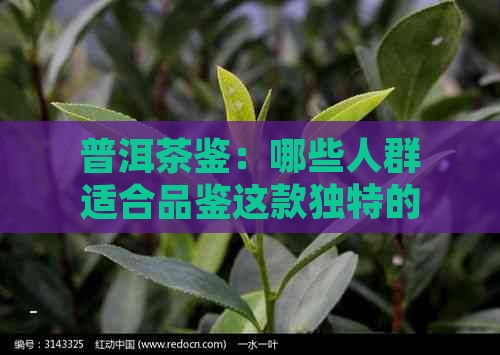 普洱茶鉴：哪些人群适合品鉴这款独特的中国茶？