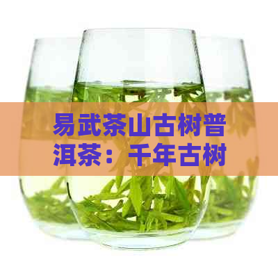 易武茶山古树普洱茶：千年古树与精工艺的完美结合