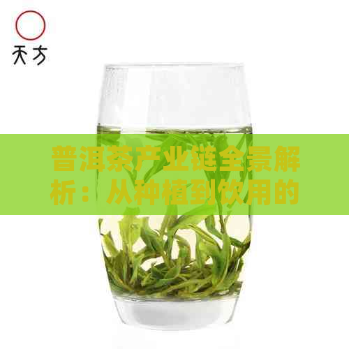 普洱茶产业链全景解析：从种植到饮用的全方位了解