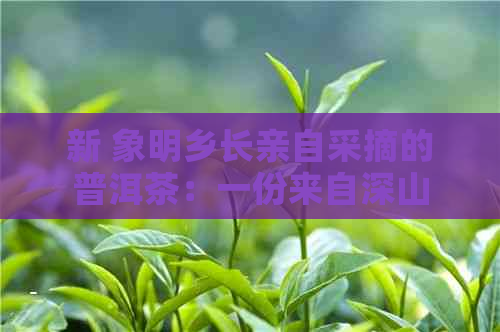 新 象明乡长亲自采摘的普洱茶：一份来自深山的独特馈赠