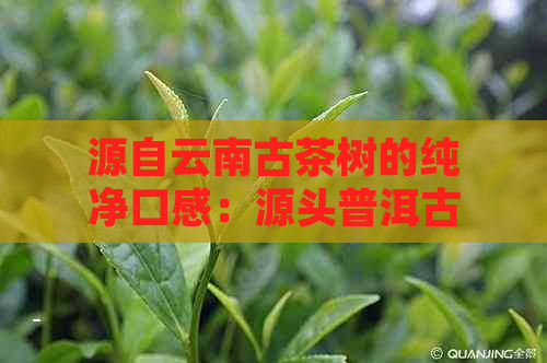 源自云南古茶树的纯净口感：源头普洱古树茶