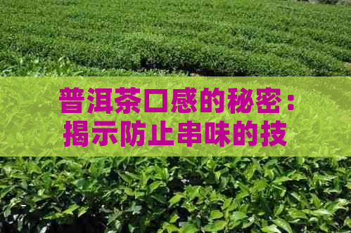 普洱茶口感的秘密：揭示防止串味的技巧和方法