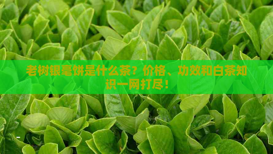 老树银毫饼是什么茶？价格、功效和白茶知识一网打尽！