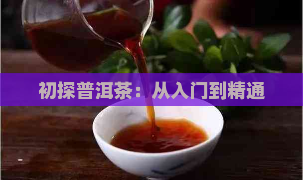 初探普洱茶：从入门到精通