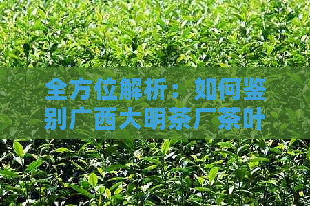 全方位解析：如何鉴别广西大明茶厂茶叶的真伪及其品质