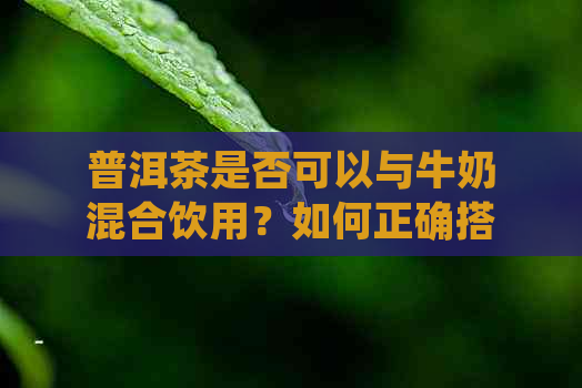 普洱茶是否可以与牛奶混合饮用？如何正确搭配以获得口感？