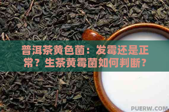 普洱茶黄色菌：发霉还是正常？生茶黄霉菌如何判断？