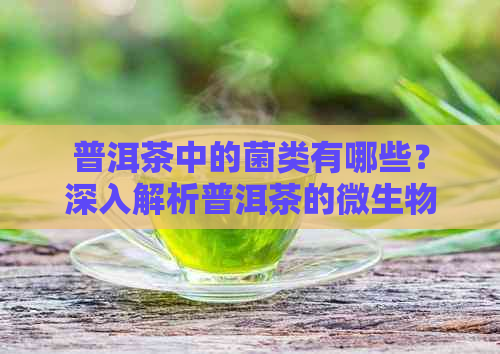 普洱茶中的菌类有哪些？深入解析普洱茶的微生物世界