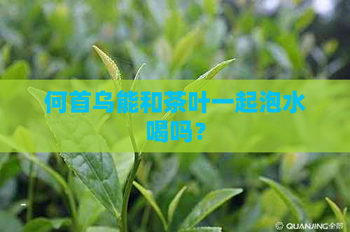 何首乌能和茶叶一起泡水喝吗？