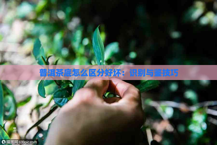 普洱茶底怎么区分好坏：识别与鉴技巧