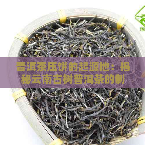 普洱茶压饼的起源地：揭秘云南古树普洱茶的制作源头