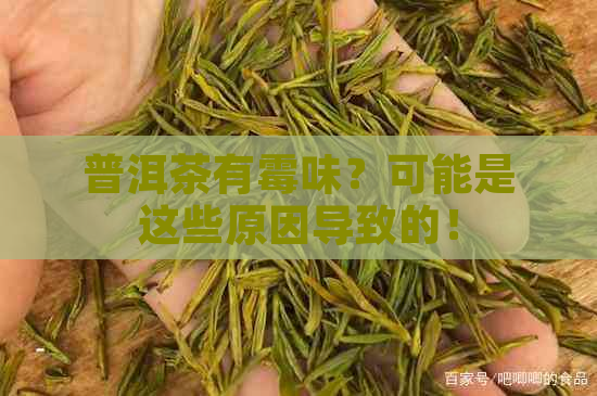 普洱茶有霉味？可能是这些原因导致的！