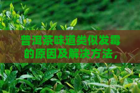 普洱茶味道类似发霉的原因及解决方法，如何挑选和存普洱茶？