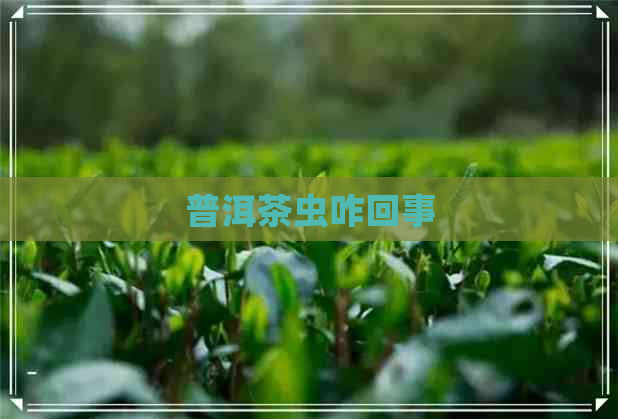 普洱茶虫咋回事