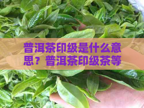 普洱茶印级是什么意思？普洱茶印级茶等级划分详解