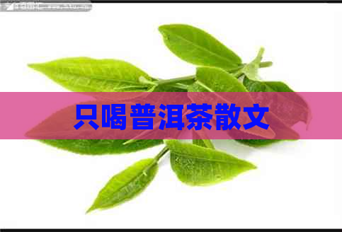 只喝普洱茶散文