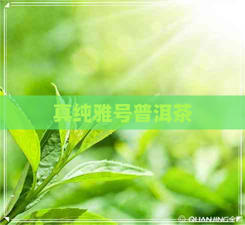 真纯雅号普洱茶