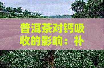 普洱茶对钙吸收的影响：补钙还是阻碍？