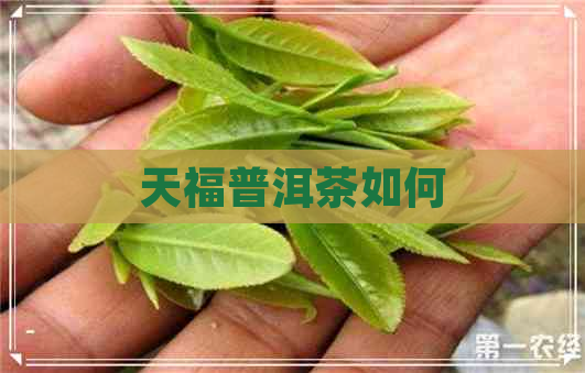 天福普洱茶如何