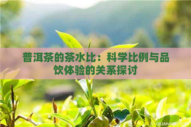 普洱茶的茶水比：科学比例与品饮体验的关系探讨