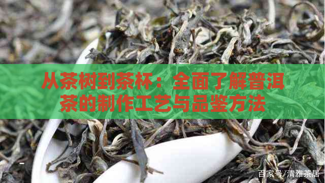 从茶树到茶杯：全面了解普洱茶的制作工艺与品鉴方法