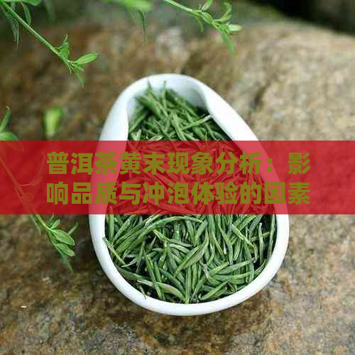 普洱茶黄末现象分析：影响品质与冲泡体验的因素探讨