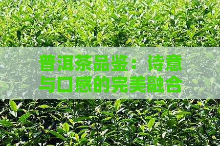 普洱茶品鉴：诗意与口感的完美融合，探索饮用文化的丰富内涵