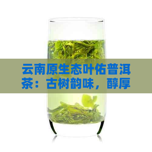 云南原生态叶佑普洱茶：古树韵味，醇厚回的品质之选