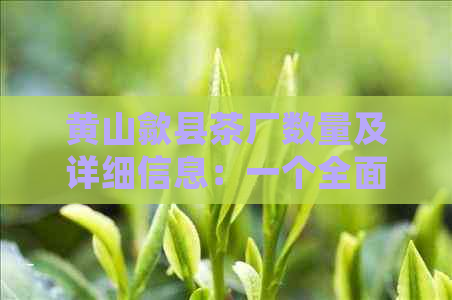 黄山歙县茶厂数量及详细信息：一个全面的搜索指南