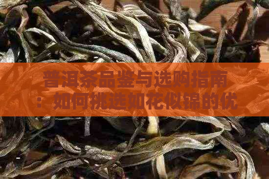 普洱茶品鉴与选购指南：如何挑选如花似锦的优质普洱茶？