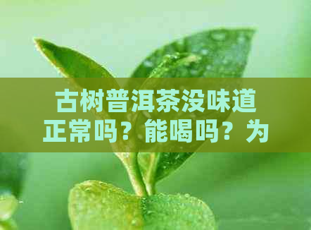 古树普洱茶没味道正常吗？能喝吗？为什么？