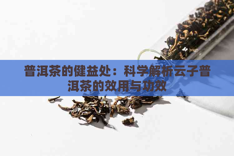 普洱茶的健益处：科学解析云子普洱茶的效用与功效