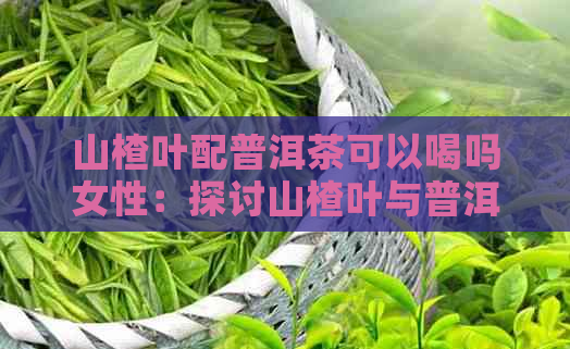 山楂叶配普洱茶可以喝吗女性：探讨山楂叶与普洱茶的搭配及适宜人群