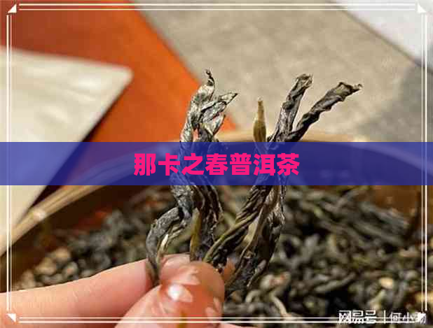 那卡之春普洱茶