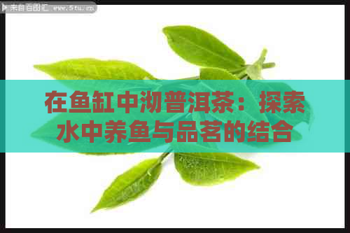 在鱼缸中沏普洱茶：探索水中养鱼与品茗的结合