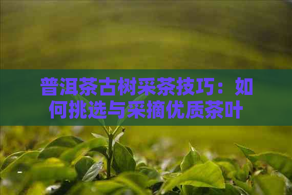 普洱茶古树采茶技巧：如何挑选与采摘优质茶叶