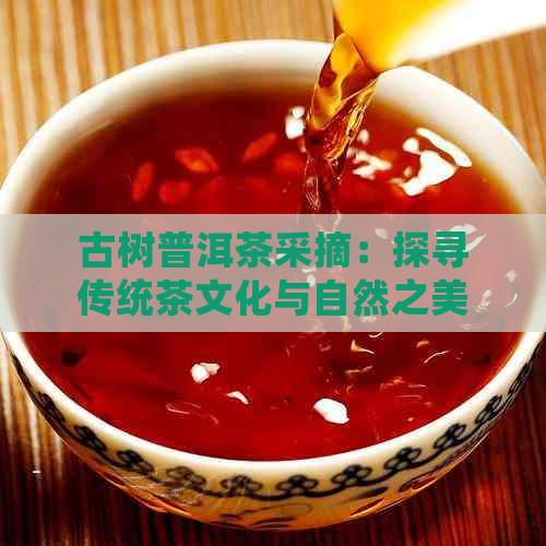 古树普洱茶采摘：探寻传统茶文化与自然之美的结合