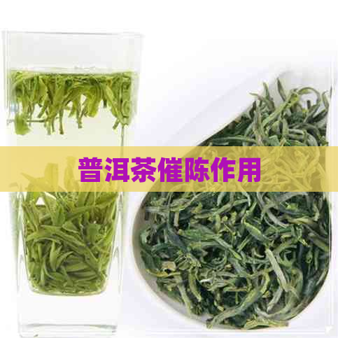 普洱茶催陈作用