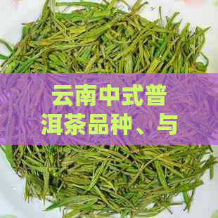 云南中式普洱茶品种、与特点全解析：探寻云南普洱茶中茶的魅力