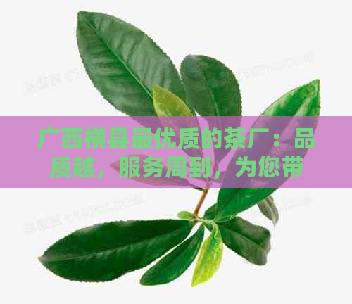 广西横县更优质的茶厂：品质越，服务周到，为您带来一杯完美的茶叶体验