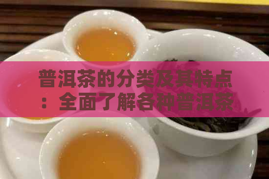 普洱茶的分类及其特点：全面了解各种普洱茶的风味与功效