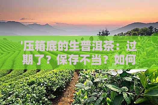 '压箱底的生普洱茶：过期了？保存不当？如何鉴别与品饮？'