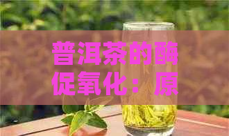 普洱茶的酶促氧化：原理与过程，揭示普洱茶的独特风味