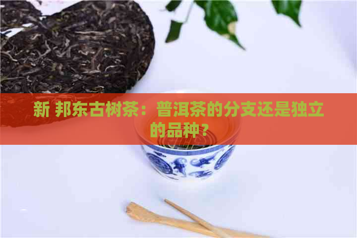 新 邦东古树茶：普洱茶的分支还是独立的品种？