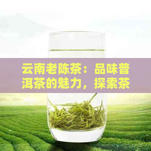 云南老陈茶：品味普洱茶的魅力，探索茶文化的历与传统