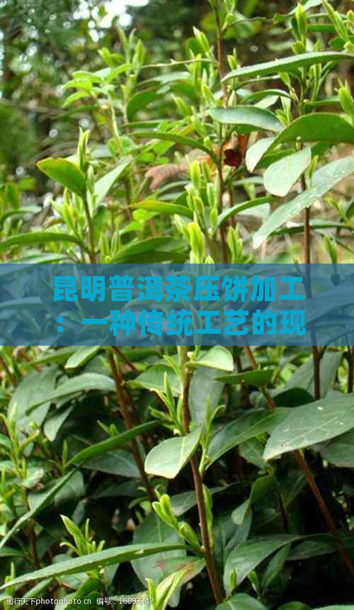 昆明普洱茶压饼加工：一种传统工艺的现代应用与创新