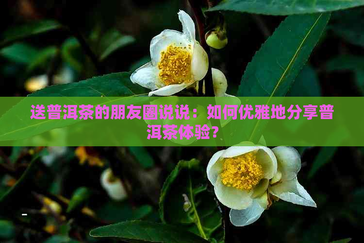 送普洱茶的朋友圈说说：如何优雅地分享普洱茶体验？