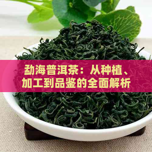 勐海普洱茶：从种植、加工到品鉴的全面解析，带你了解这一中国茶文化的瑰宝