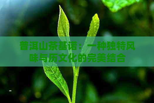 普洱山茶基诺：一种独特风味与历文化的完美结合